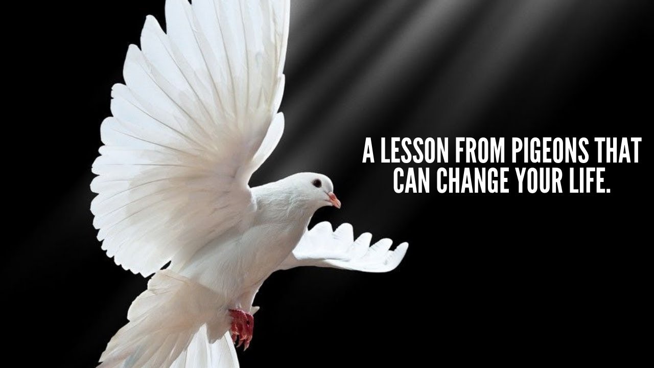 A Lesson From Pigeons That Can Change Your Life Vaibhav Parashar Vaibs